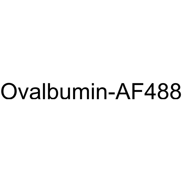 Ovalbumin-AF488